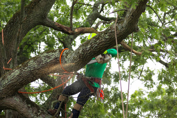 How Our Tree Care Process Works  in  Blairsville, PA